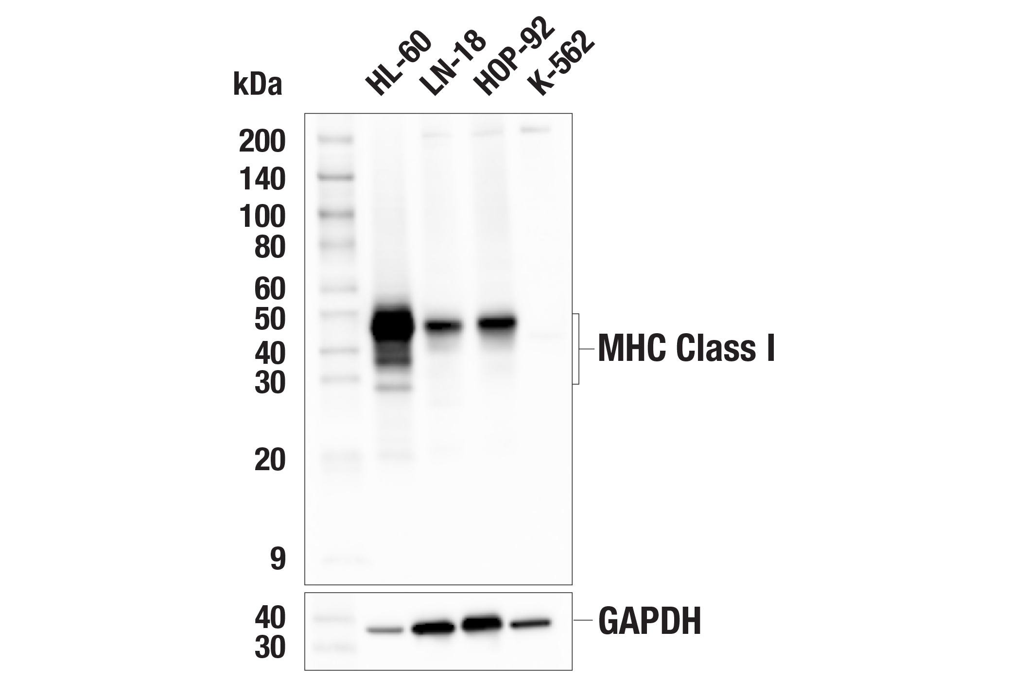 Western Blotting Image 1: MHC Class I (EMR8-5) Mouse mAb (BSA and Azide Free)