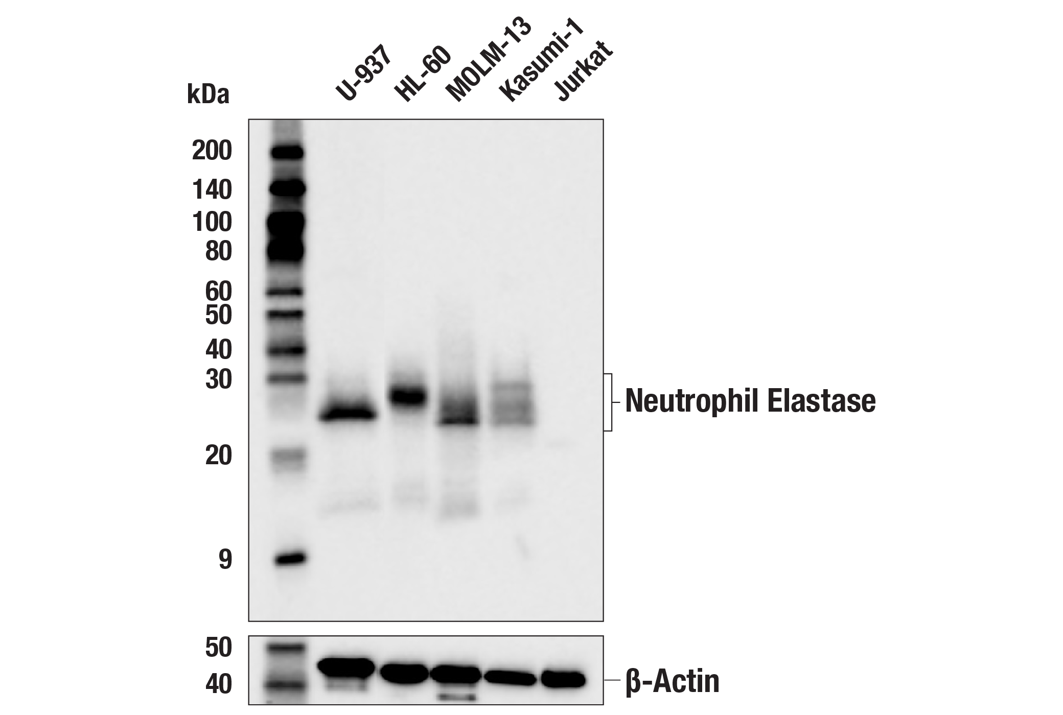 Western Blotting Image 1: Neutrophil Elastase (F4H3X) Rabbit mAb