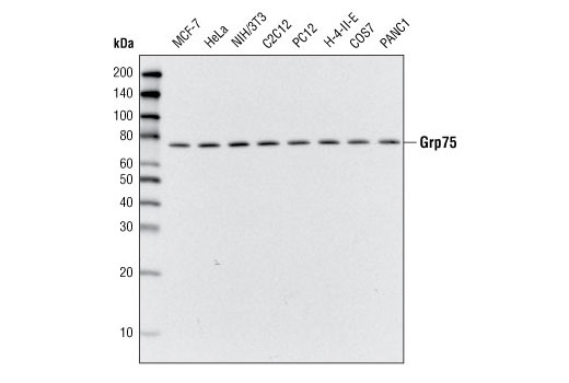 Western Blotting Image 1: Grp75 Antibody