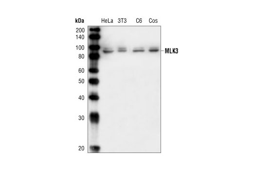 Western Blotting Image 1: MLK3 Antibody