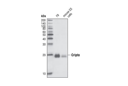 Western Blotting Image 1: Cripto Antibody