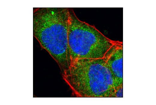 Immunofluorescence Image 1: Cripto Antibody