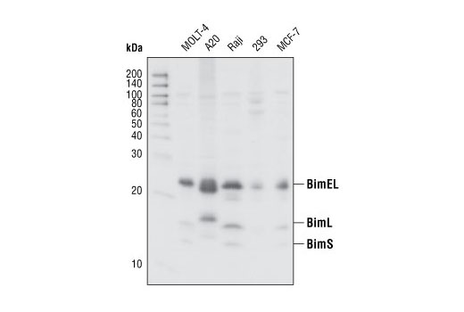 Western Blotting Image 1: Bim Antibody