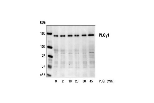 Western Blotting Image 1: PLCγ1 Antibody