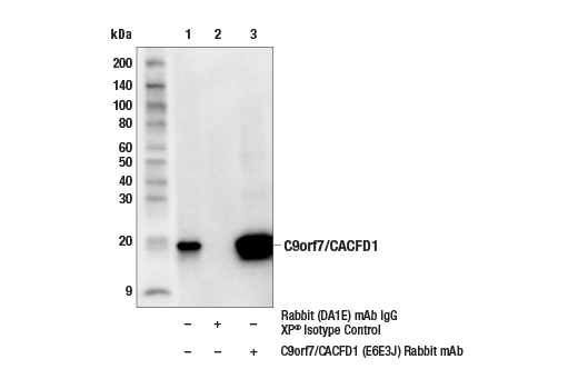 Immunoprecipitation Image 1: C9orf7/CACFD1 (E6E3J) Rabbit mAb