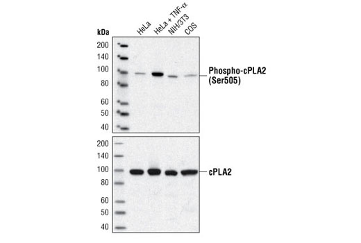 Western Blotting Image 1: Phospho-cPLA2 (Ser505) Antibody