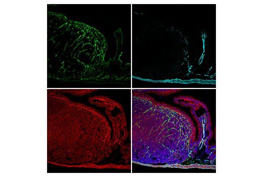 Immunofluorescence Image 1: COL1A1 (E8F4L) XP® Rabbit mAb (Alexa Fluor® 488 Conjugate)