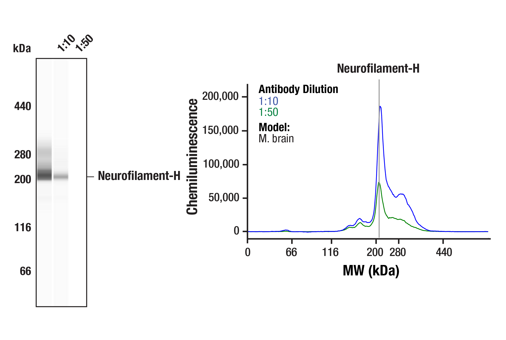 Western Blotting Image 2: Neurofilament-H (RMdO 20) Mouse mAb