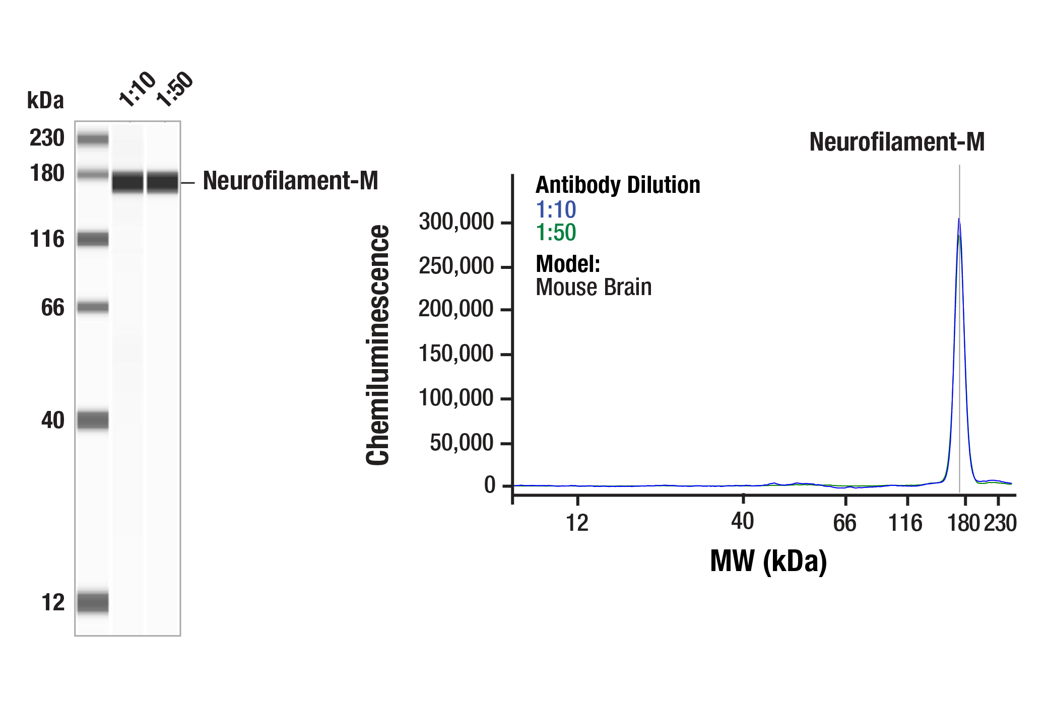 Western Blotting Image 2: Neurofilament-M (RMO 14.9) Mouse mAb