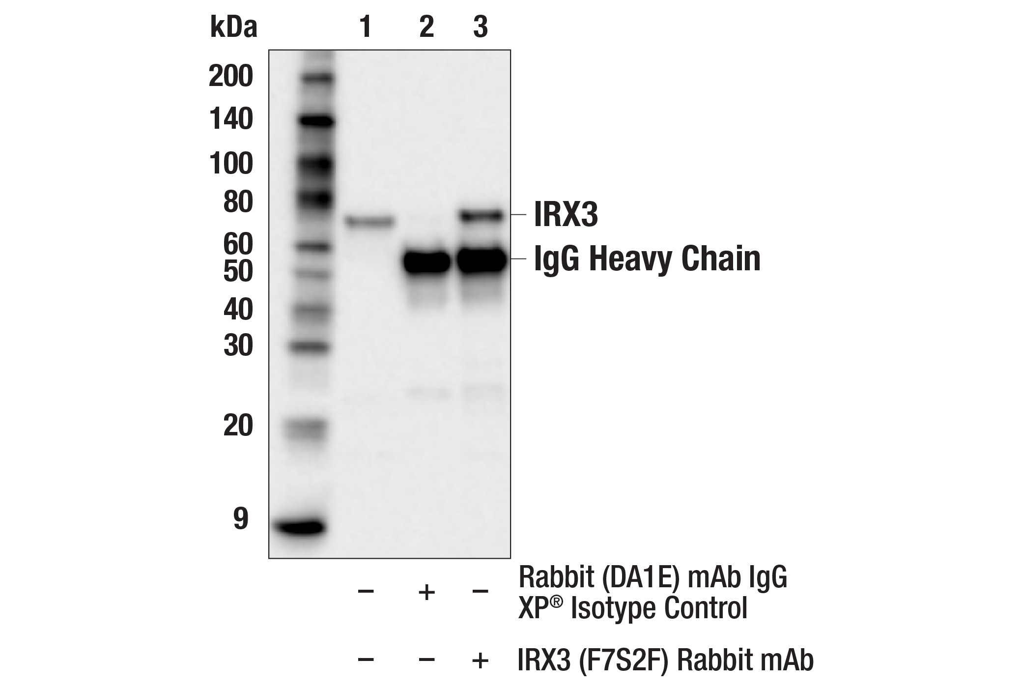 Immunoprecipitation Image 1: IRX3 (F7S2F) Rabbit mAb