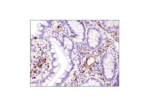 Immunohistochemistry Image 1: FABP5 (D1A7T) Rabbit mAb (BSA and Azide Free)