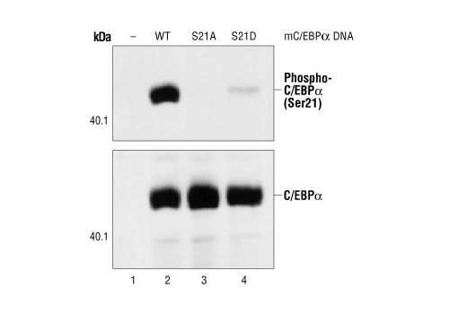 Western Blotting Image 1: Phospho-C/EBPα (Ser21) Antibody