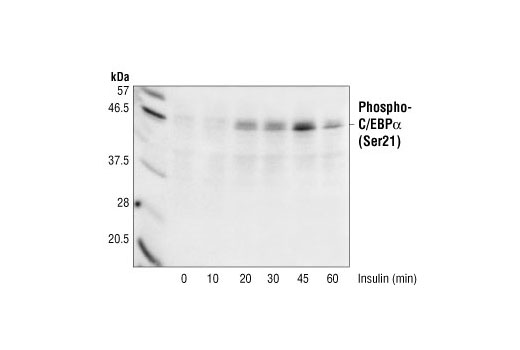 Western Blotting Image 2: Phospho-C/EBPα (Ser21) Antibody