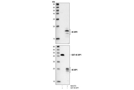 Western Blotting Image 2: 4E-BP2 Antibody