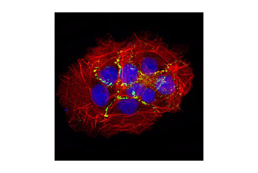 Immunofluorescence Image 1: ZO-2 Antibody