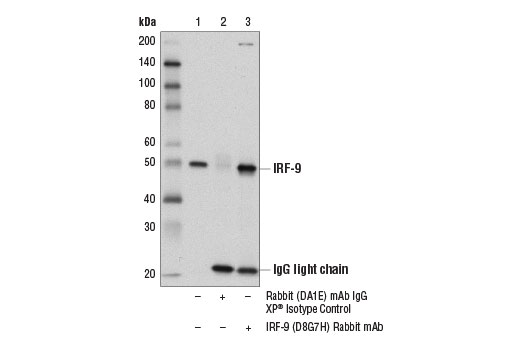 Immunoprecipitation Image 1: IRF-9 (D8G7H) Rabbit mAb