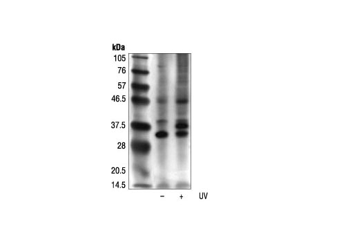 Western Blotting Image 1: Phospho-(Ser/Thr) ATM/ATR Substrate Antibody