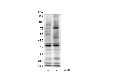 Western Blotting Image 2: Phospho-(Ser/Thr) ATM/ATR Substrate Antibody