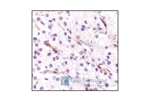 Immunohistochemistry Image 4: VEGF Receptor 2 (55B11) Rabbit mAb (BSA and Azide Free)