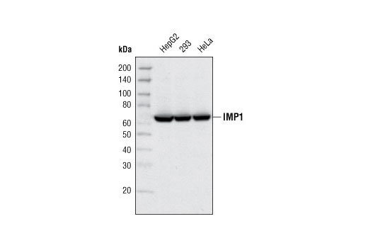 Western Blotting Image 1: IMP1 Antibody