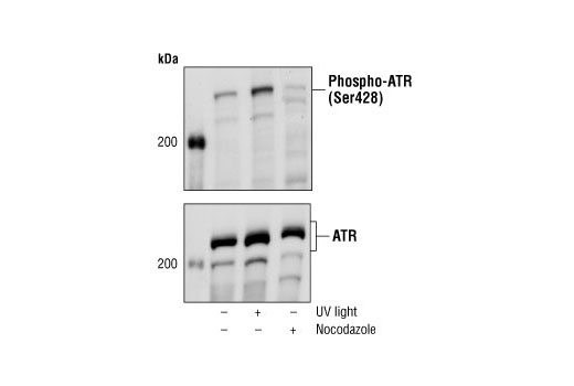 Western Blotting Image 2: Phospho-ATR (Ser428) Antibody