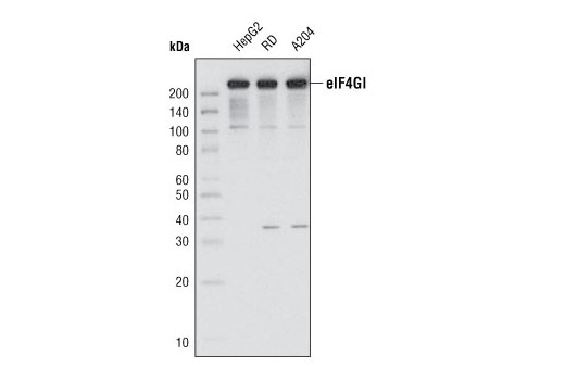 Western Blotting Image 1: eIF4GI Antibody