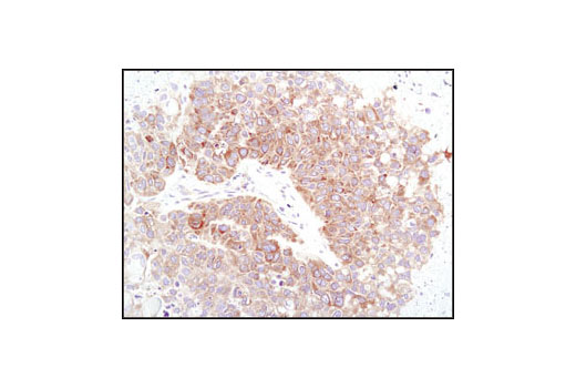 Immunohistochemistry Image 3: eIF4GI Antibody