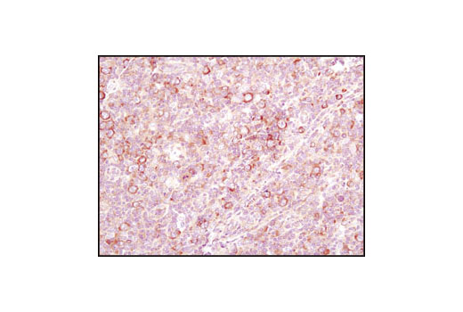 Immunohistochemistry Image 5: eIF4GI Antibody