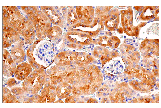 Immunohistochemistry Image 9: CRP2 (E8R5N) Rabbit mAb