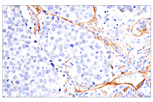 Immunohistochemistry Image 3: CRP2 (E8R5N) Rabbit mAb