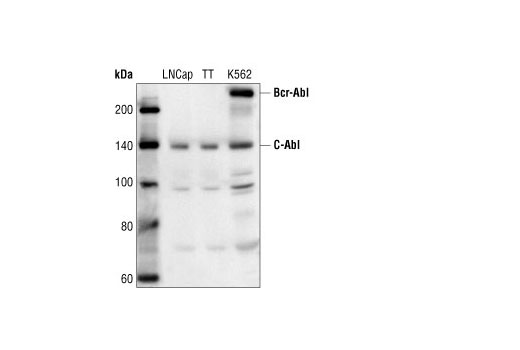 Image 4: c-Oncogene Antibody Sampler Kit