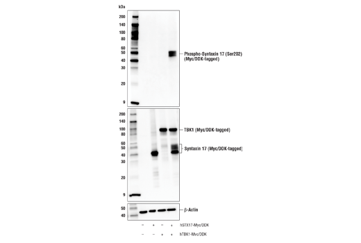 Western Blotting Image 1: Phospho-Syntaxin 17 (Ser202) Antibody