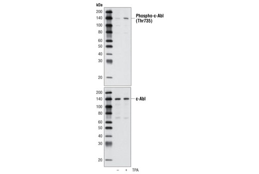 Western Blotting Image 1: Phospho-c-Abl (Thr735) Antibody