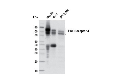 Western Blotting Image 1: FGF Receptor 4 (D3B12) XP® Rabbit mAb (BSA and Azide Free)