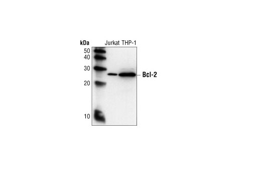 Western Blotting Image 1: Bcl-2 Antibody (Human Specific)