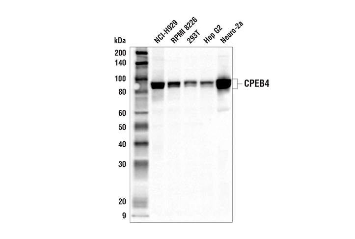 Western Blotting Image 1: CPEB4 Antibody