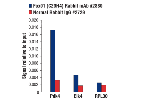 Chromatin Immunoprecipitation Image 1: FoxO1 (C29H4) Rabbit mAb