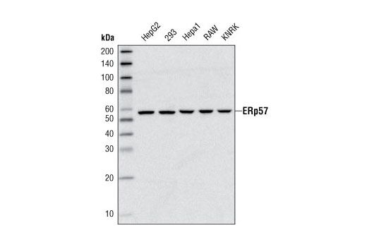Western Blotting Image 1: ERp57 (G117) Antibody