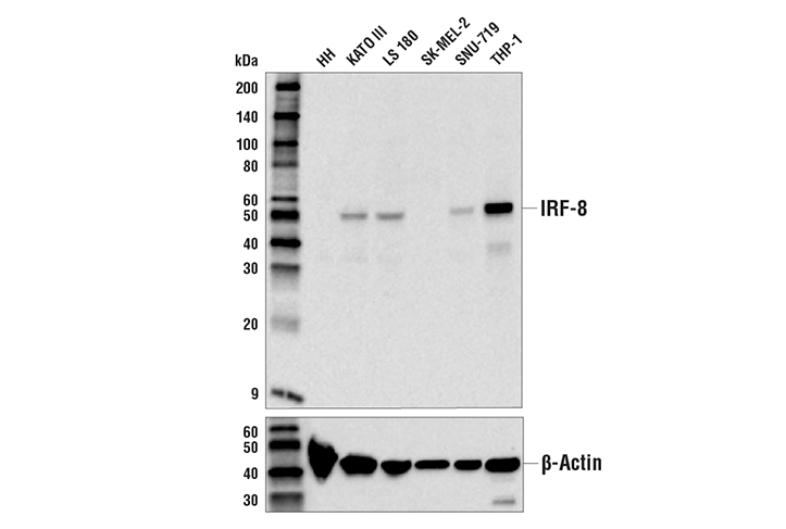 Western Blotting Image 1: IRF-8 (E6J8Q) XP® Rabbit mAb (BSA and Azide Free)