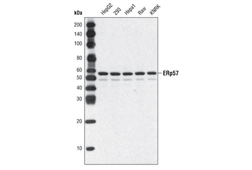 Western Blotting Image 1: ERp57 (A484) Antibody