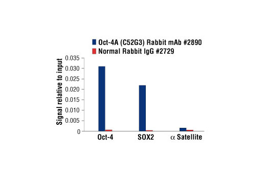 Chromatin Immunoprecipitation Image 3: Oct-4A (C52G3) Rabbit mAb