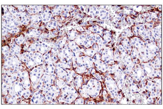 Immunohistochemistry Image 2: CSF-1R/M-CSF-R (E4T8Z) Rabbit mAb