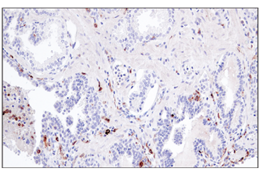 Immunohistochemistry Image 5: CSF-1R/M-CSF-R (E4T8Z) Rabbit mAb