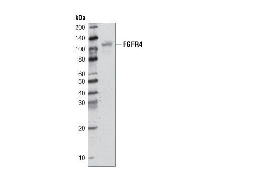 Western Blotting Image 1: FGF Receptor 4 Antibody