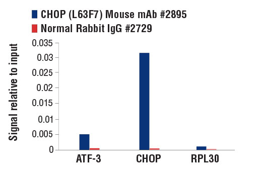 Chromatin Immunoprecipitation Image 1: CHOP (L63F7) Mouse mAb