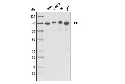 Western Blotting Image 1: CTCF Antibody