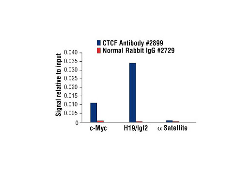 Chromatin Immunoprecipitation Image 1: CTCF Antibody