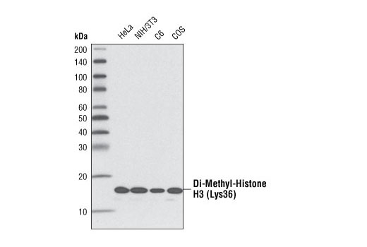 Western Blotting Image 2: Di-Methyl-Histone H3 (Lys36) (C75H12) Rabbit mAb