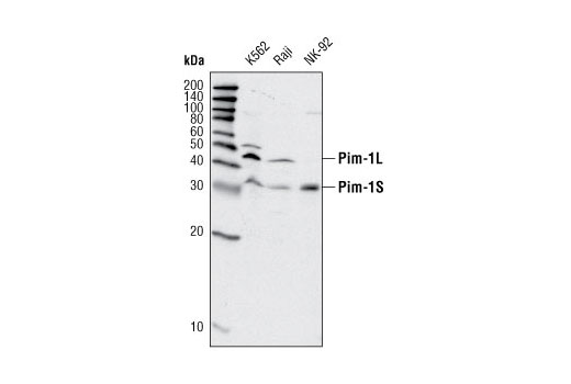 Western Blotting Image 1: Pim-1 Antibody