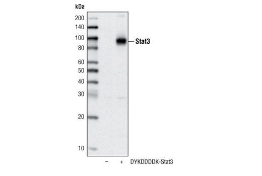 Western Blotting Image 1: DYKDDDDK Tag Antibody (Binds to same epitope as Sigma's Anti-FLAG® M2 Antibody) (Biotinylated)